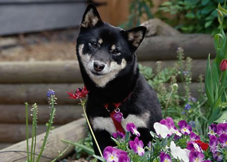 黑色柴犬的市场价格