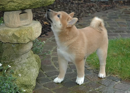 柴犬有那些条件决定市场价格？