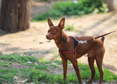 训练小鹿犬时需要注意的问题