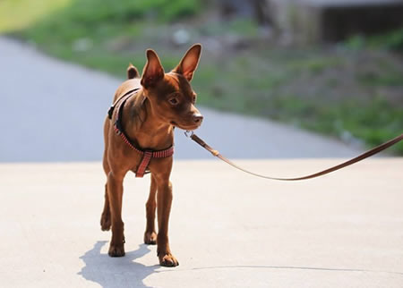 怎样使用正确的训练方法改掉小鹿犬的坏习惯？