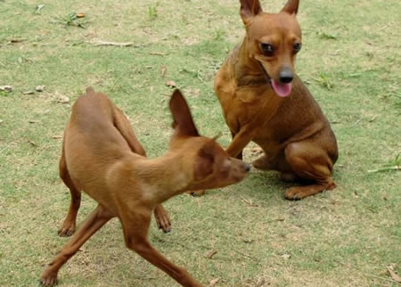 有那些原因导致小鹿犬便秘？