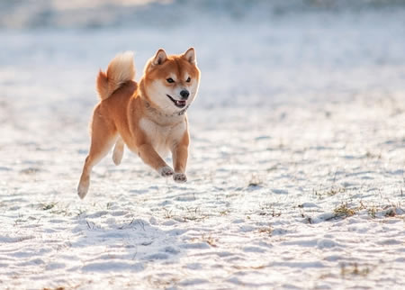 你知道平常要怎么给柴犬美容呢?