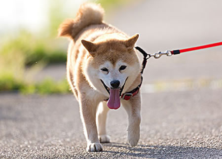 柴犬吃什么能够美毛的经验