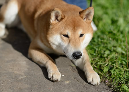 柴犬发烧的时候，会出现什么症状呢?