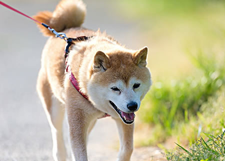 第一次饲养柴犬幼犬有那些地方要学习的？