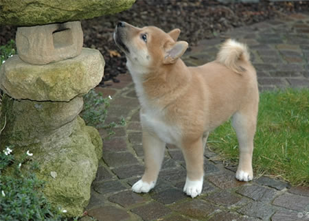 喂食柴犬需要注意的地方？