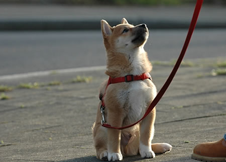 如何训练柴犬？