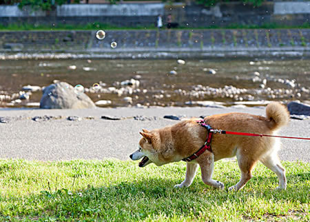 对于柴犬护食的这一不好行为，我们应该如何去纠正它们呢?