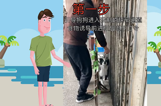 教你如何训练狗狗学会倒退行走