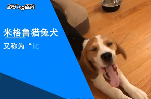 米格鲁猎兔犬(比格犬）知识介绍