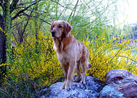 金毛犬处理耳螨的正确方式