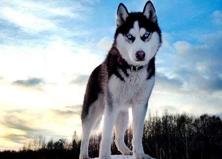 我们该如何给哈士奇幼犬断奶?