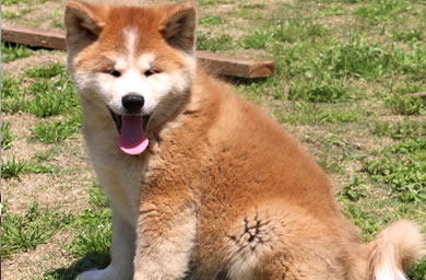 咪哩特品牌犬舍出售秋田犬幼犬,秋田多少钱,三保政策保障您的权益