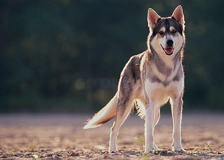 如何给哈士奇犬修剪毛发？