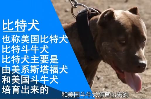 比特犬百科介绍