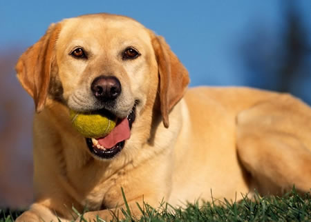 拉布拉多犬呕吐了，家长们应该怎么办?