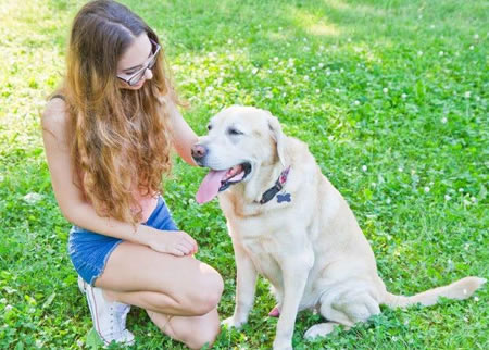 拉布拉多犬在怀孕初期有那些症状？