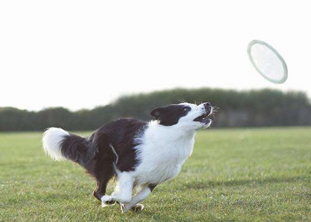 边牧犬的日常美容护理及美毛方法