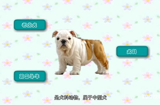 英国斗牛犬