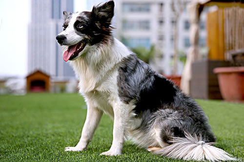 边境牧羊犬身体容易产生臭味儿的部位值得注意