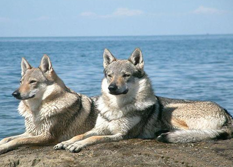 捷克狼犬性情温顺，会用性命保护主人，但是被许多国家禁养