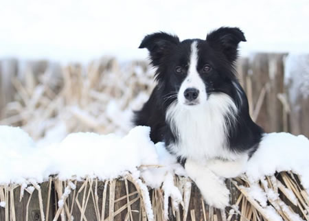 边境牧羊犬在发情期的护理问题