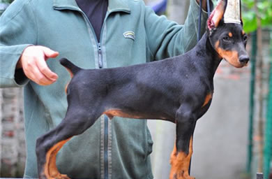 钻石犬舍出售杜宾犬幼犬,杜宾犬多少钱,送货上门,全国包邮