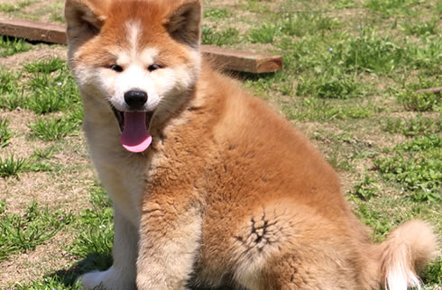 钻石犬舍出售秋田幼犬,秋田犬多少钱,送货上门,全国包邮