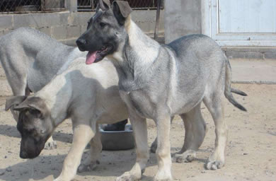 钻石犬舍出售狼青犬幼犬,狼青犬多少钱,送货上门,全国包邮