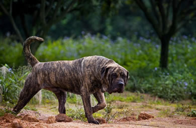 钻石犬舍出售加纳利犬幼犬,加纳利犬多少钱,送货上门,全国包邮