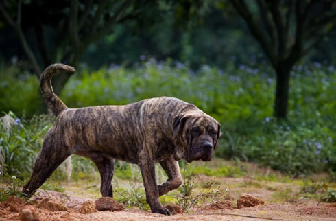 加纳利犬