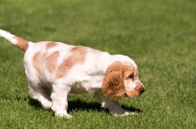 钻石犬舍出售可卡犬幼犬,可卡犬多少钱,送货上门,全国包邮