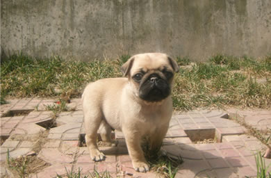 钻石犬舍出售巴哥犬幼犬,巴哥犬多少钱,送货上门,全国包邮