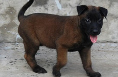 南京钻石犬舍出售马犬幼犬,马犬多少钱,送货上门,全国包邮