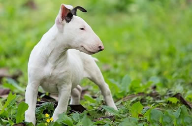 滁州优质犬舍出售牛头梗幼犬,牛头梗多少钱,包纯种,包健康,包存活