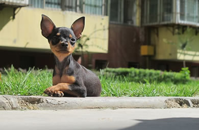 六安优质犬舍出售小鹿犬幼犬,小鹿犬多少钱,包纯种,包健康,包存活