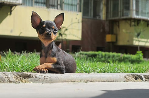 小鹿犬