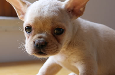 池州优质犬舍出售法斗幼犬,法斗多少钱,包纯种,包健康,包存活