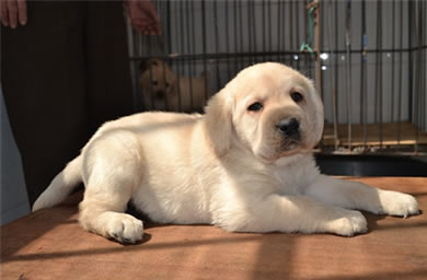 天长市优质犬舍出售拉布拉多幼犬,拉布拉多多少钱,包纯种,包健康,包存活