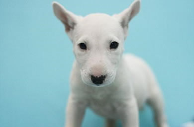 宿迁市钻石犬舍出售牛头梗幼犬,牛头梗多少钱,送货上门,全国包邮