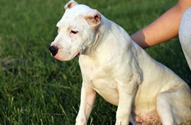 邳州市钻石犬舍出售杜高幼犬,杜高犬多少钱,送货上门,全国包邮