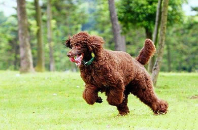 昆山市钻石犬舍出售巨贵犬幼犬,巨贵犬多少钱,送货上门,全国包邮