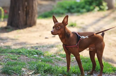 杭州市钻石犬舍出售小鹿幼犬,小鹿犬多少钱,送货上门,全国包邮