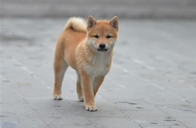 宁波市钻石犬舍出售柴犬幼犬,柴犬多少钱,送货上门,全国包邮