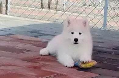 湖州市钻石犬舍出售萨摩耶幼犬,萨摩耶多少钱,送货上门,全国包邮