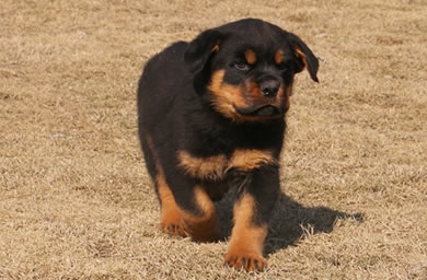 衢州市钻石犬舍出售罗威纳幼犬,罗威纳多少钱,送货上门,全国包邮