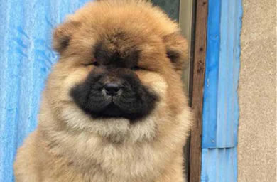 青岛市钻石犬舍出售松狮犬幼犬,松狮犬多少钱,送货上门,全国包邮