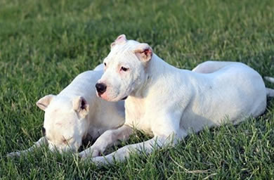 东营市钻石犬舍出售杜高犬幼犬,杜高犬多少钱,送货上门,全国包邮