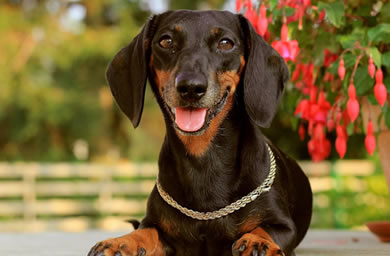 济宁市钻石犬舍出售腊肠幼犬,腊肠犬多少钱,送货上门,全国包邮