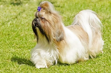 威海市钻石犬舍出售西施幼犬,西施犬多少钱,送货上门,全国包邮